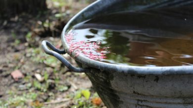 rainwater-nature-water-140754