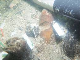 burial